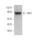 Mx1 Antibody (C-12) - Western Blotting - Image 361684