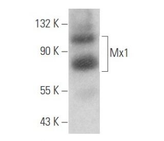 Mx1 Antibody (E-5) - Western Blotting - Image 354614 
