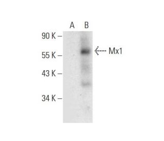 Mx1 Antibody (E-8) - Western Blotting - Image 305790