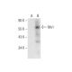 Mx1 Antibody (E-8) - Western Blotting - Image 305790