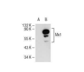 Mx1/2/3 (C-1): sc-166412. Western blot analysis of Mx1 expression in... 