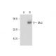 Mx2 Antibody (H-7) - Western Blotting - Image 133542