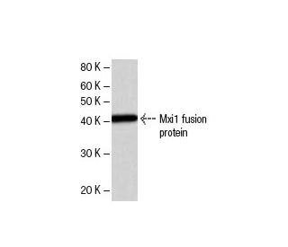 western blotting image from recommended Mxi1 (MXI1C2a) monoclonal antibody replacement. Image 47850