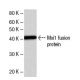 western blotting image from recommended Mxi1 (MXI1C2a) monoclonal antibody replacement. Image 47850