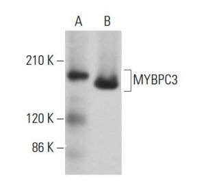 MYBPC3 Antibody (F-1) - Western Blotting - Image 380803 