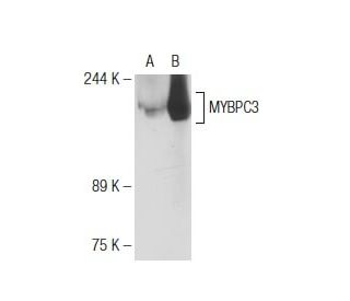 MYBPC3 Antibody (G-2) - Western Blotting - Image 125593 