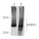 MYBPC3 Antibody (G-2) - Western Blotting - Image 360474
