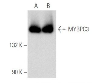 MYBPC3 Antibody (G-7) - Western Blotting - Image 357770 