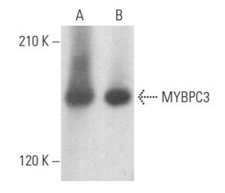 MYBPC3 Antibody (H-9) - Western Blotting - Image 355216 