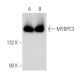 western blotting image from recommended MYBPC3 (G-7) monoclonal antibody replacement. Image 357770
