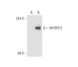 MYBPC3 Antibody (G-1) - Western Blotting - Image 312689 