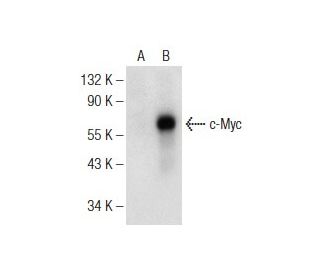 Myc Antibody (G-4) - Western Blotting - Image 146499 