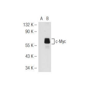 Myc Antibody (C-8) - Western Blotting - Image 48276 