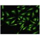MYCBP Antibody (2E9) - Immunofluorescence - Image 351772 