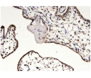 MYCBP Antibody (2E9) - Immunohistochemistry - Image 351771 