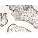 MYCBP Antibody (2E9) - Immunohistochemistry - Image 351771 