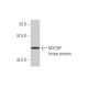 MYCBP Antibody (2E9) - Western Blotting - Image 349556