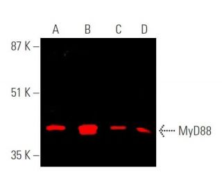 myd88-antibody-b-1-western-