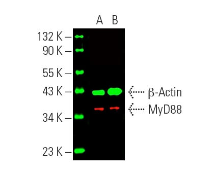 MyD88 Antibody (B-1) | SCBT - Santa Cruz Biotechnology