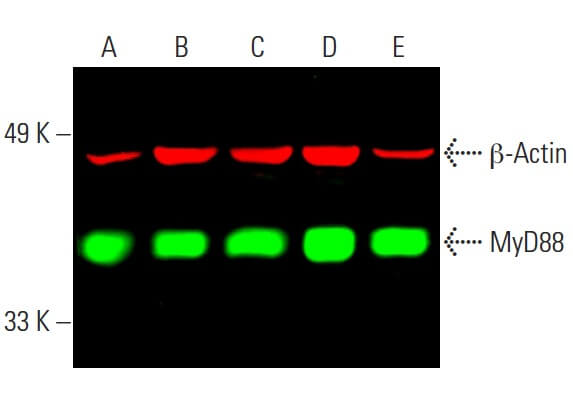 myd88-antibody-e-11-western-