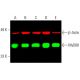 western blotting image from recommended MyD88 (E-11) monoclonal antibody replacement. Image 387068