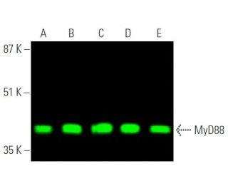 western blotting image from recommended MyD88 (B-1) monoclonal antibody replacement. Image 374237