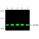 western blotting image from recommended MyD88 (B-1) monoclonal antibody replacement. Image 374237