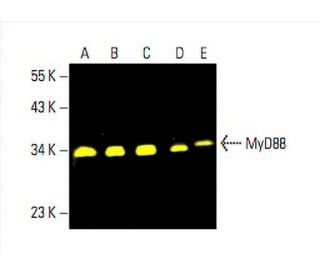 MyD88 Antibody (B-1) - Western Blotting - Image 393654