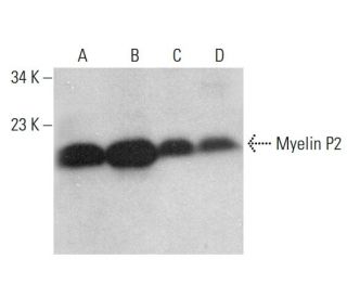 Myelin P2 Antibody (A-3) - Western Blotting - Image 382288 