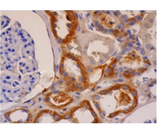 Myelin P2 Antibody (B-11) - Immunohistochemistry - Image 286434 