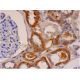 Myelin P2 Antibody (B-11) - Immunohistochemistry - Image 286434 