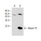 Myelin P2 Antibody (B-11) - Western Blotting - Image 147910 