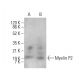 Myelin P2 Antibody (B-11) - Western Blotting - Image 382341