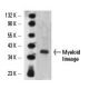 Myeloid lineage Antibody (OX82) - Western Blotting - Image 14603 