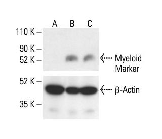 Myeloid Marker Antibody (1400-10) - Western Blotting - Image 411897