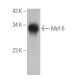 Myf-5 Antibody (B-10) - Western Blotting - Image 390940