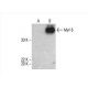 Myf-5 Antibody (B-10) - Western Blotting - Image 393016 