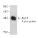 Myf-5 Antibody (C-11) - Western Blotting - Image 398501