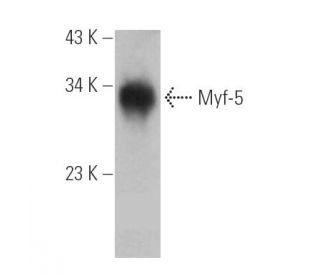 Myf-5 Antibody (B-10) - Western Blotting - Image 390940