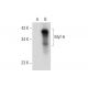 This polyclonal antibody has been discontinued. See our recommended <a href="myf-6-antibody-g-7">Myf-6 (G-7)</a> monoclonal antibody (sample data shown). western blotting image from recommended Myf-6 (G-7) monoclonal antibody replacement. Image 318598