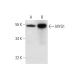 MYG1 Antibody (F-5) - Western Blotting - Image 294589