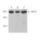 MYG1 Antibody (F-5) - Western Blotting - Image 372059 