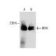 western blotting image from recommended MYH (B-5) monoclonal antibody replacement. Image 286126