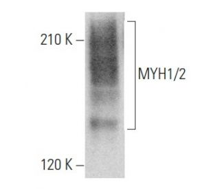 MYH1/2 Antibody (A4.1025) | SCBT - Santa Cruz Biotechnology