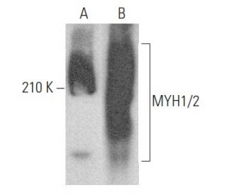 MYH1/2 Antibody (A4.1025) | SCBT - Santa Cruz Biotechnology