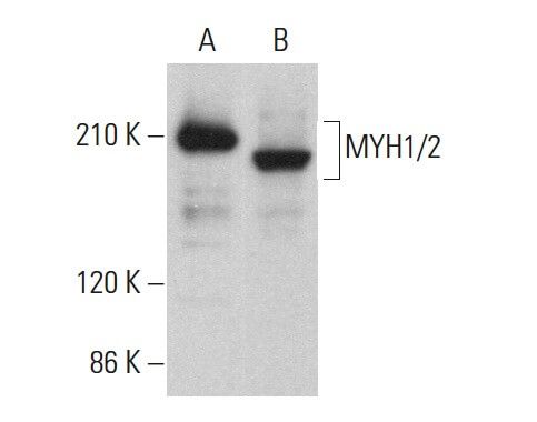 MYH1/2 Antibody (A4.1025) | SCBT - Santa Cruz Biotechnology