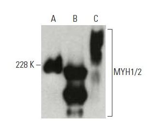 MYH1/2 Antibody (A4.1025) | SCBT - Santa Cruz Biotechnology