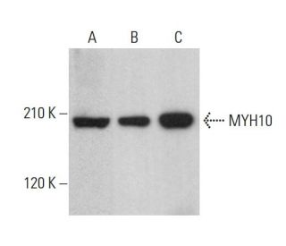 MYH10 Antibody (F-11) - Western Blotting - Image 380746 