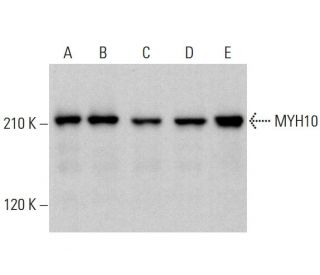 MYH10 Antibody (A-3) - Western Blotting - Image 382238