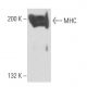 MYH11 Antibody (ID8) - Western Blotting - Image 15601